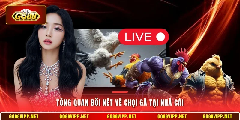 Tổng quan đôi nét về chọi gà tại nhà cái